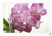 (A32)V.Gorden Dillon X Virt Blue 