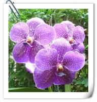 (A33)V.Robert Deligh 222