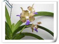 (B18)V.Dr.BatterFly X Insingni