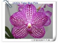 (A35)V.Tistar Blue Pink