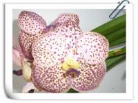 (A36)V.Kulwandee Fragrant NO.13