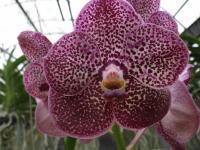 (A38)V.Kulwandee Fragrant NO.27