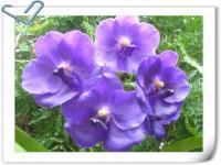 (A39)V. Tristar Blue 