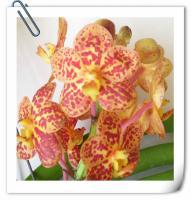 (B10)Ascda.Fuch Gold X Guo chia longM