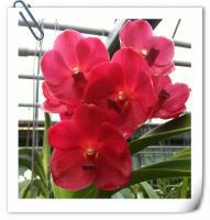 (B11)Ascda.VALETINE  'M'