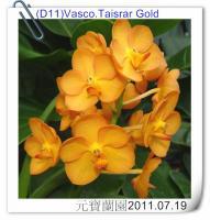 (B17)Ascda.Taisrar Gold