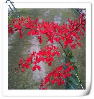 (D12)Ren.Kalsum(圓葉)