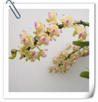 (D13)Aer.Retusa X Aer.Falcatum