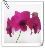 (E21)D.UDOM X THAILAND 