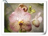 (A41)V.Kulwandee Fragrant NO.22