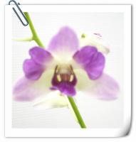 (H1)三唇瓣藍色阿里郎