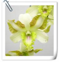 (H2)D.Nopporn Star Bright #25