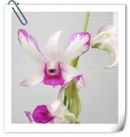 (H3)Judy Ruth  'Mutation'