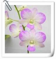 (H4)D.Nopporn Pink 'Mutaion'