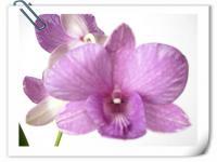 (H5)D.Blue Charm#2 'Mutation'