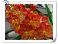 (B12)Ascda. Fuchs Spottes Cat  