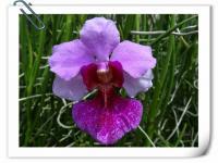 (F10)粉花大紅唇