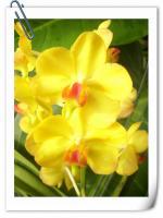 (D14)Lawrencere X Dongporn