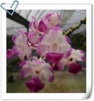 (D15)Lawrencere X Fivefriendship