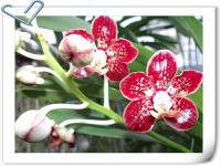 (B13)Ascda.Merii  X Insingi