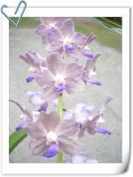 (D16) Takechalata X Varuth Leopard