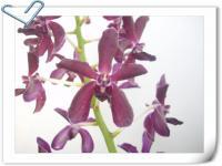 (D17)V.Coerulea X Rhy.Gigantea