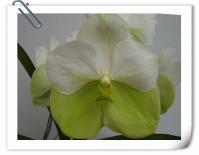 (A42)V.Nopporn Golden Dreen x Suksam Gold