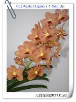 (D18)Ascda.Chiginori X Sashicha 