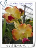 (D19)Rhrds Somsri Sunlight