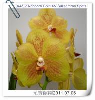 (A18-2)V.Nopporn Gold XV.Suksamran Spots