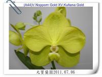 (A44)V.Nopporn Gold XV.Kultana Gold