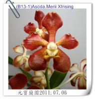 (B13-1)Ascda.Merii XInsing