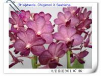 (B14)Ascda. Chigimori X Sashicha