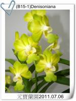 (B15-1)Denisoniana