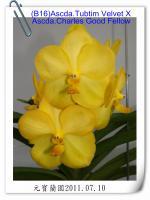 (B16)Ascda.Tubtim Velvet X Ascda.Charles Good Fellow