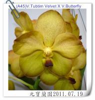 (A45)V.Tubtim Velvet X V.Butterfly