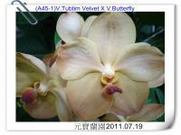 (A45-1)V.Tubtim Velvet X V.Butterfly