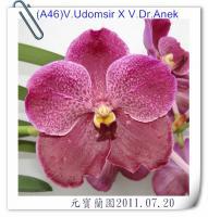 (A46)V.Udomsir X V.Dr.Anek