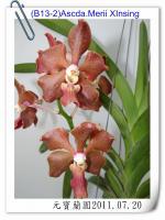 (B13-2)Ascda.Merii  X Insingi 