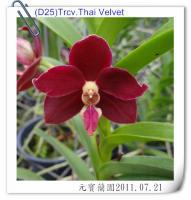 (D25)Trcv.Thai Velvet