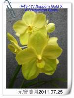 (A18-3)V.Nopporn Gold XV.Suksamran Spots