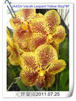 (A43)V.Varuth Leopard Yellow Stop M