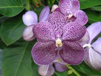 (A48)V.Pats Delight X V.Gordon Dillon 4N