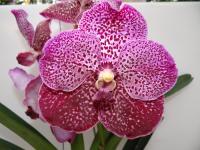 (A49)Robert Delight Red Spot