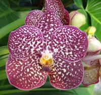 (A50)V.Fuch Delight "4N" X V.Kulwadd Red "4N"