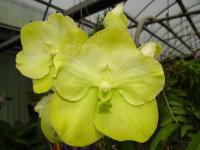 (A22-1)V.Susamran Gold X V.Ariyankul