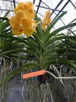 (A51)V.Nopporn Gold X V. Rasri Gold