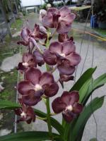 (D26)Vasco.Merii X Gordon Dillon X Sasricha