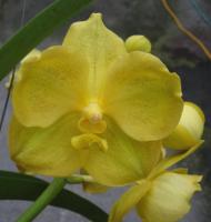 (A52)V.Pathom Gold No.007 "M"