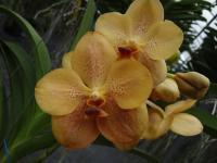 (A53)V.Pathom Gold (Orange) "M"